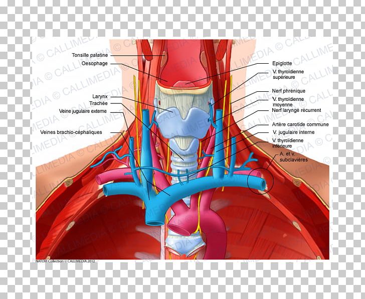 Anterior Triangle Of The Neck Subclavian Vein Recurrent Laryngeal Nerve PNG, Clipart, Anterior Triangle Of The Neck, Arm, Blood Vessel, Digestif, Esophagus Free PNG Download