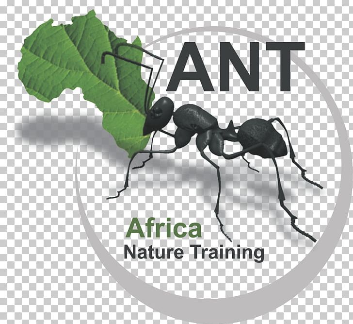Ant Africa Nature Training Conservation Irene PNG, Clipart, Ant, Arthropod, Brand, Conservation, Facebook Free PNG Download