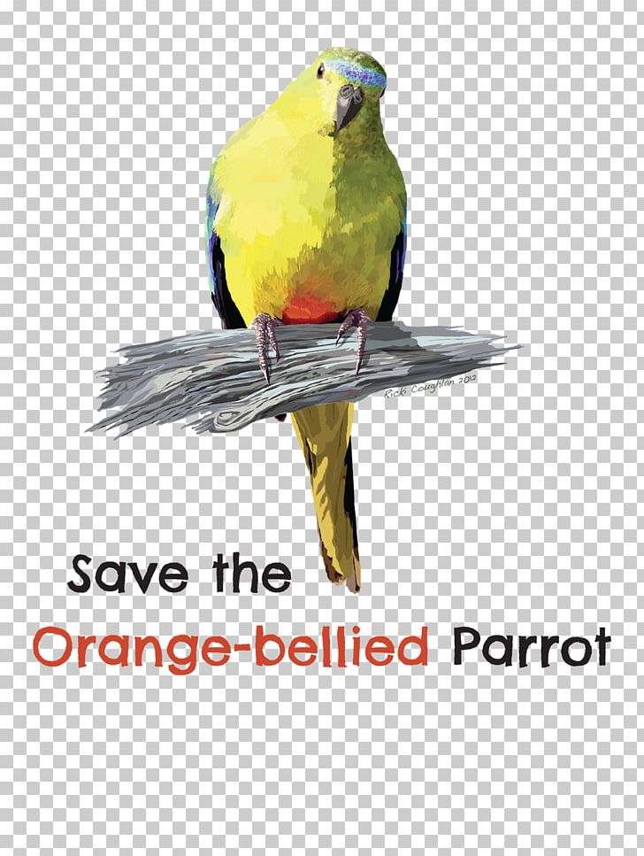 Bird Parrot Parakeet Macaw Beak PNG, Clipart, Advertising, Animal, Animals, Beak, Bird Free PNG Download
