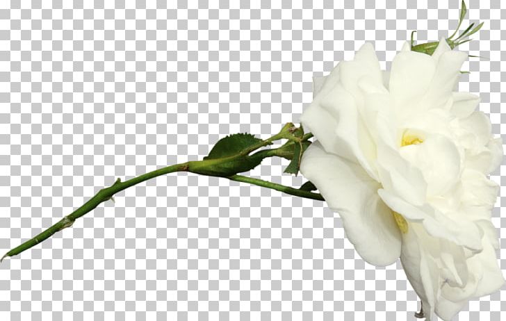 Cut Flowers Petal Bud PNG, Clipart, Blossom, Branch, Bud, Cut Flowers, Flora Free PNG Download