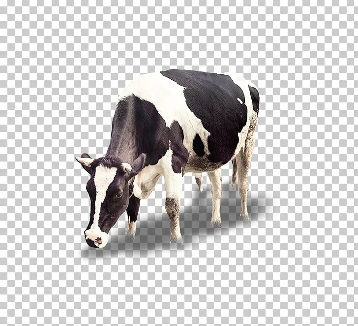 Cattle Calf Icon PNG, Clipart, Animals, Calf, Cattle, Cattle Like Mammal, Cow Free PNG Download