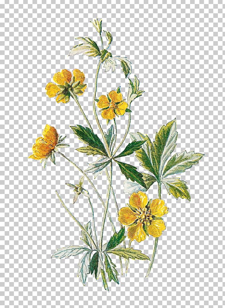Wildflower PNG, Clipart, Art, Botanical, Botanical Illustration, Botany, Clip Art Free PNG Download