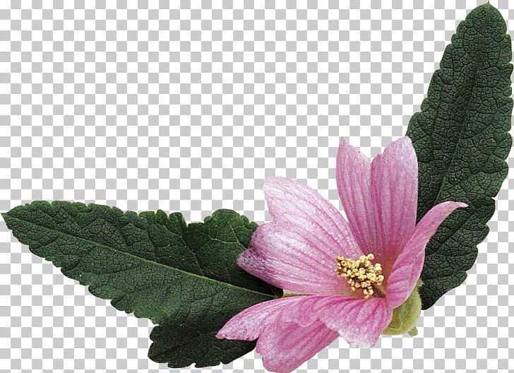 Mallows Malva Sylvestris Malva Verticillata Flowering Tea PNG, Clipart, Bud, Florets, Flower, Flowering Tea, Flowers Free PNG Download