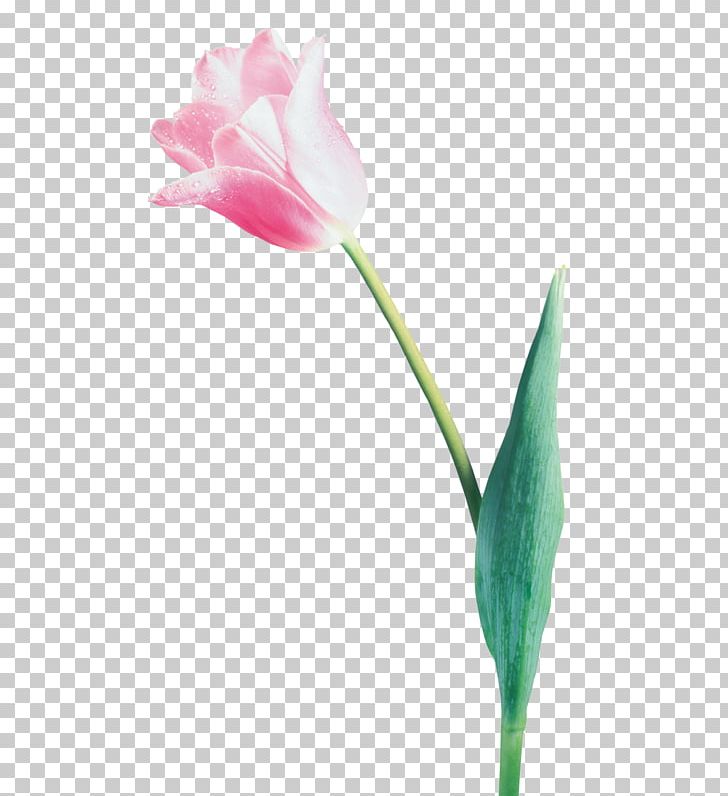 Tulip Flower Bouquet PNG, Clipart, Blume, Bouquet Of Flowers, Bud, Computer Wallpaper, Digital Image Free PNG Download