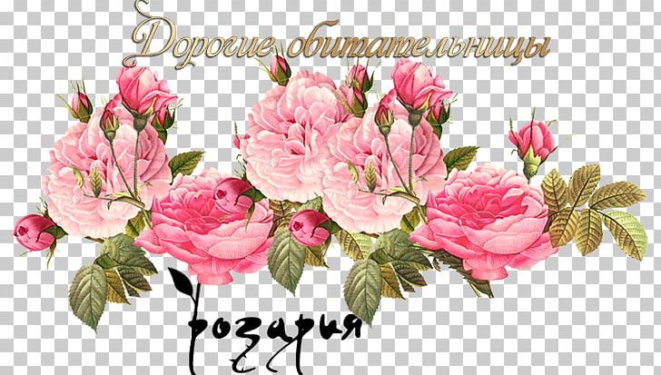 Vintage Roses: Beautiful Varieties For Home And Garden Cabbage Rose Vintage Clothing Pink Flowers Scrapbooking PNG, Clipart, Azalea, Blossom, Branch, Cut Flowers, Etsy Free PNG Download