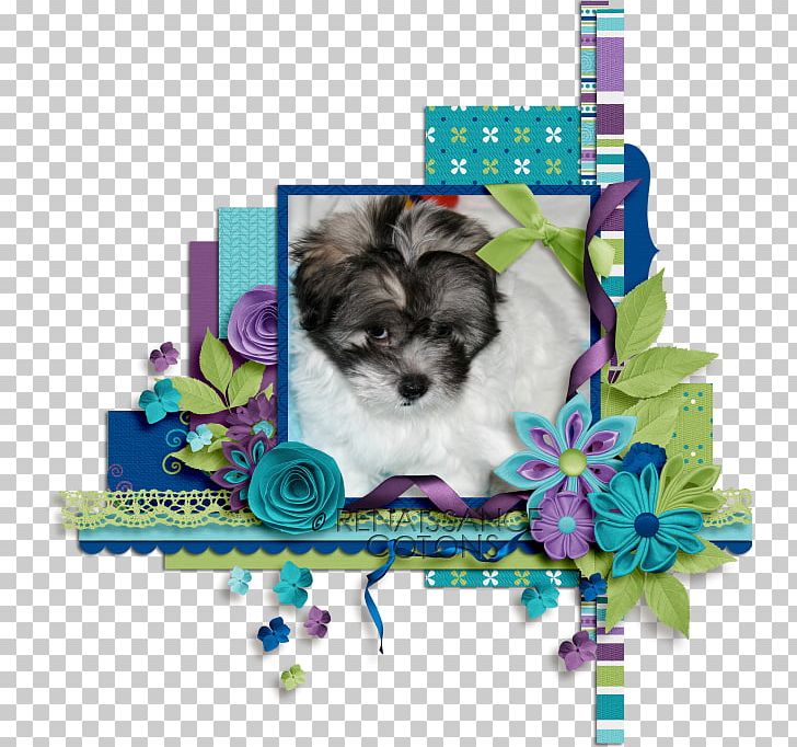Your Puppy Coton De Tulear Shih Tzu Morkie PNG, Clipart, Animal, Animals, Breed, Canidae, Carnivora Free PNG Download