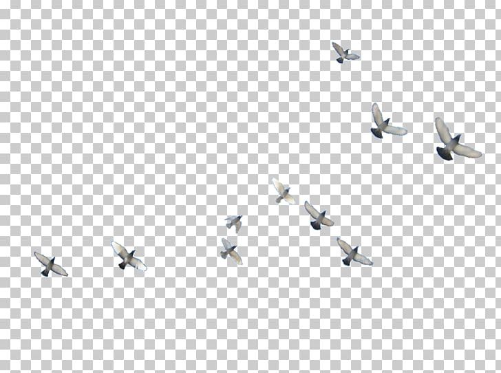 Bird Flight Parrot Airplane Aircraft PNG, Clipart, Aerospace Engineering, Aircraft, Air Force, Airplane, Air Travel Free PNG Download