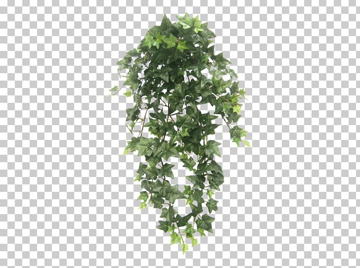 Hanging Basket Houseplant Vine Tree PNG, Clipart, Hanging Basket, Houseplant, Plant, Vine Tree Free PNG Download