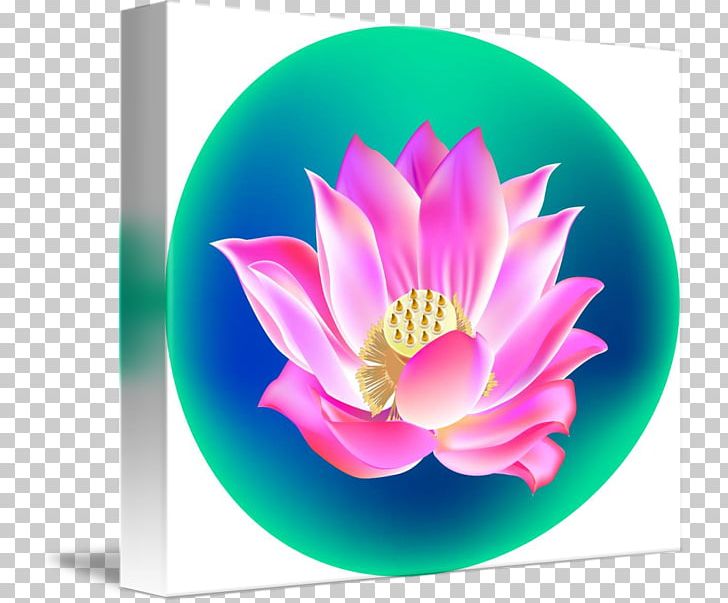 Nelumbo Nucifera Desktop Chinese New Year Computer Petal PNG, Clipart, Aquatic Plant, Chinese Calendar, Chinese New Year, Closeup, Computer Free PNG Download