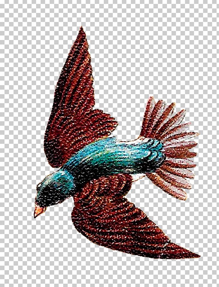 Bird Illustrations PNG, Clipart, Animal, Animals, Antique, Art, Beak Free PNG Download