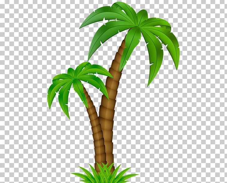 Coconut Palm Trees Portable Network Graphics Graphics PNG, Clipart, Arecales, Coconut, Date Palm, Flowerpot, Fruit Nut Free PNG Download