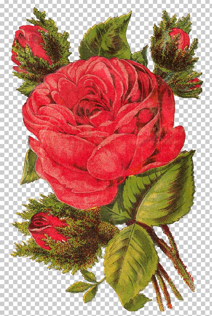 Cut Flowers Garden Roses Centifolia Roses Floral Design PNG, Clipart, Centifolia Roses, Cut Flowers, Desktop Wallpaper, Floral Design, Floristry Free PNG Download