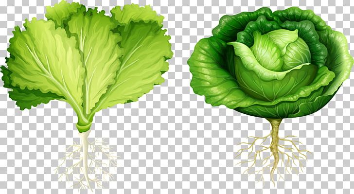 Lettuce Root Vegetable Illustration PNG, Clipart, Cabbage, Cauliflower, Food, Fruit, Hand Free PNG Download