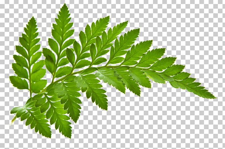 Vascular Plant Flower Fern Leaf Pteridophyte PNG, Clipart, Botany, Branch, Equisetum, Fern, Flower Free PNG Download