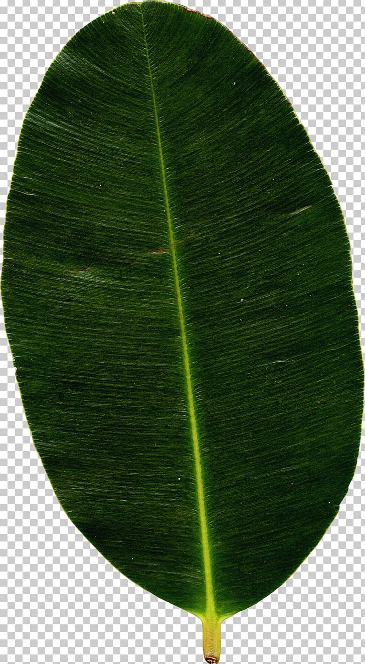 Banana Leaf Plant PNG, Clipart, Banana, Banana Leaf, Grass, Green, Leaf Free PNG Download