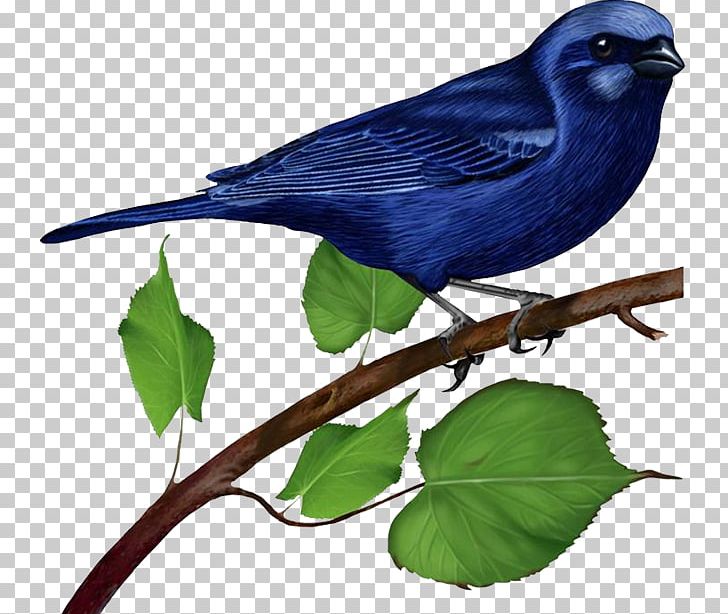 Blue Bird-of-paradise Eastern Bluebird Feather PNG, Clipart, Animal, Animals, Beak, Bird, Bird Png Free PNG Download