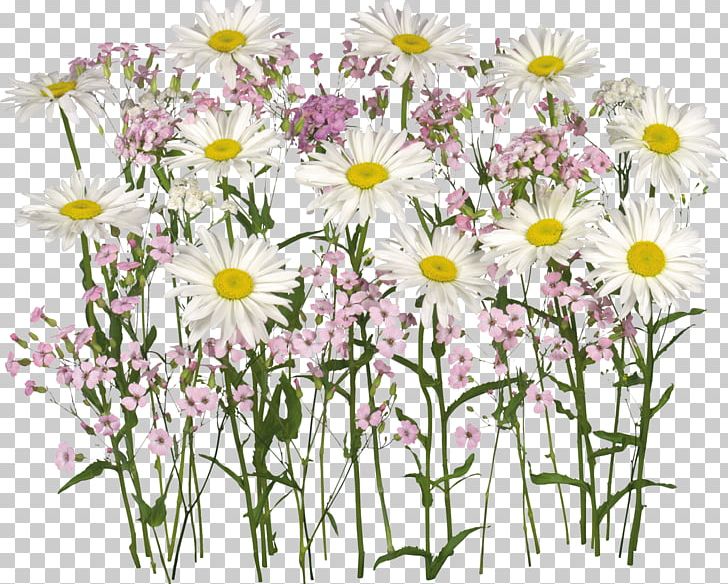 German Chamomile Flower PNG, Clipart, Annual Plant, Aster, Camomile, Chamaemelum Nobile, Chamomile Free PNG Download