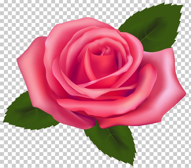 Rose Pink Free PNG, Clipart, Blog, China Rose, Closeup, Cut Flowers, Floribunda Free PNG Download
