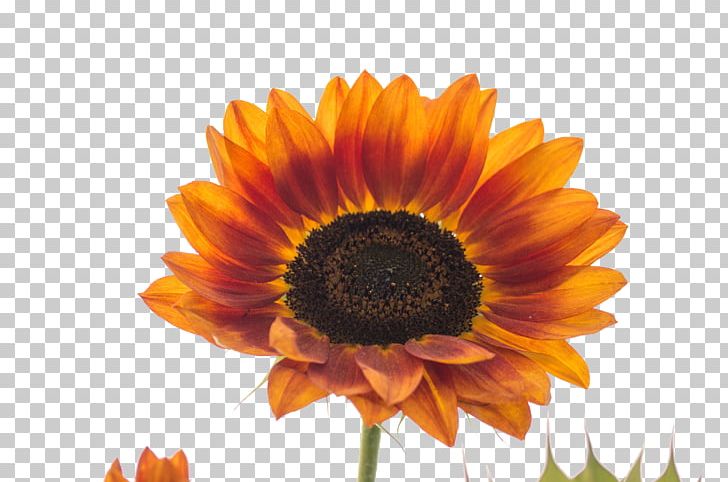 Common Sunflower Transvaal Daisy Orange Sunflower Seed PNG, Clipart, Color, Common Sunflower, Daisy Family, Flower, Flowering Plant Free PNG Download