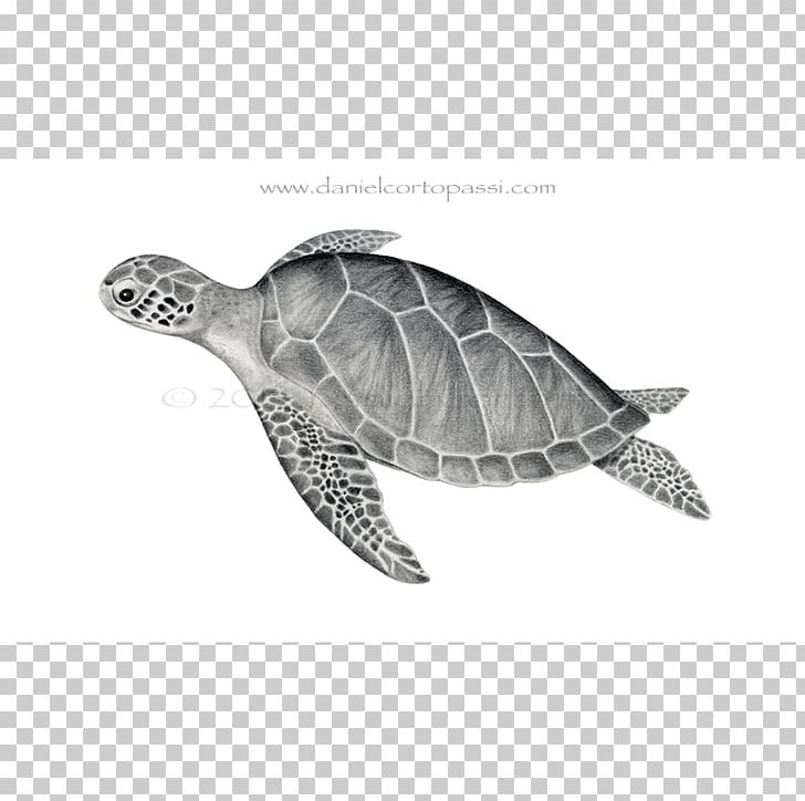 Loggerhead Sea Turtle Emydidae Green Sea Turtle PNG, Clipart, Animal, Animals, Canvas Print, Chelydridae, Drawing Free PNG Download