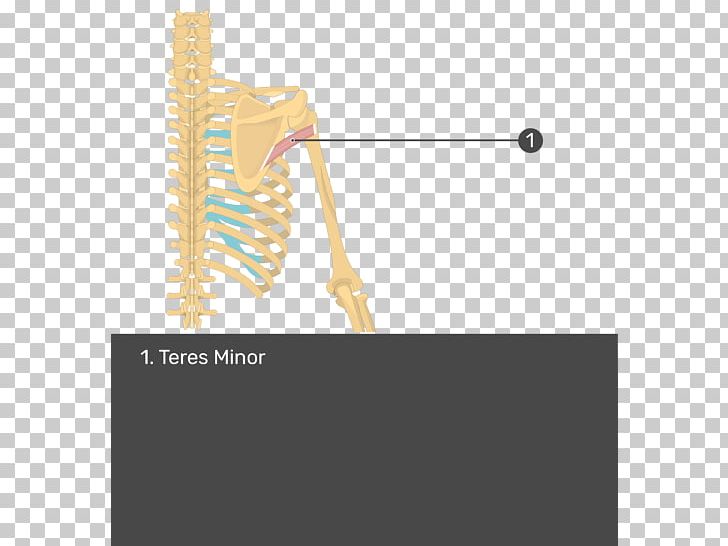 Supraspinatus Muscle Teres Minor Muscle Infraspinatus Muscle Teres Major Muscle PNG, Clipart, Anatomy, Angle, Arm, Deltoid Muscle, Glenoid Cavity Free PNG Download