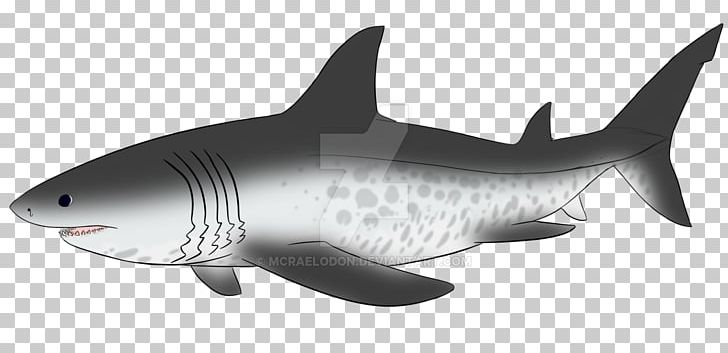 Tiger Shark Megalodon Drawing PNG, Clipart, Animal, Animal Figure, Animals, Cartilaginous Fish, Deviantart Free PNG Download