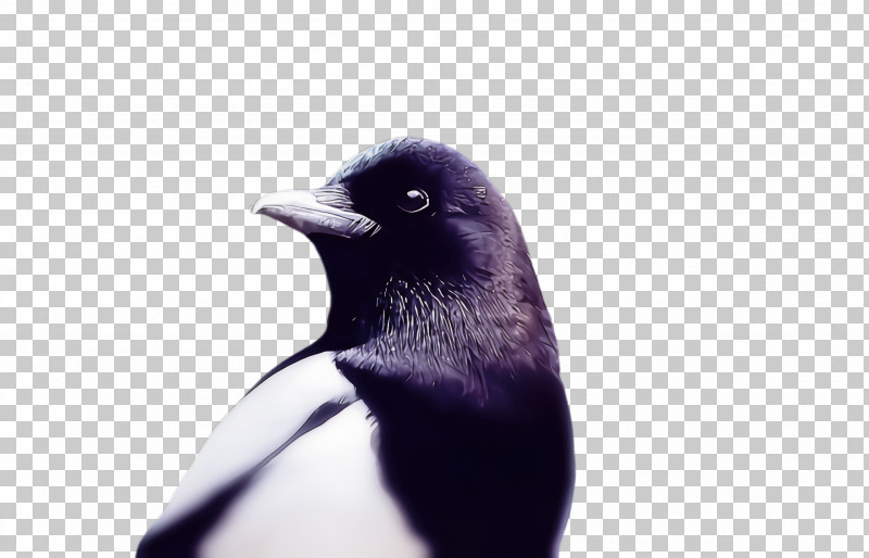 Penguin PNG, Clipart, Beak, Bird, Flightless Bird, Magpie, Penguin Free PNG Download