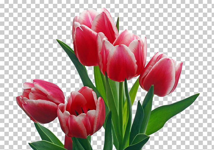 Flower Desktop Tulip Hosting Service PNG, Clipart, Blossom, Bud, Cut Flowers, Desktop Wallpaper, Floral Design Free PNG Download