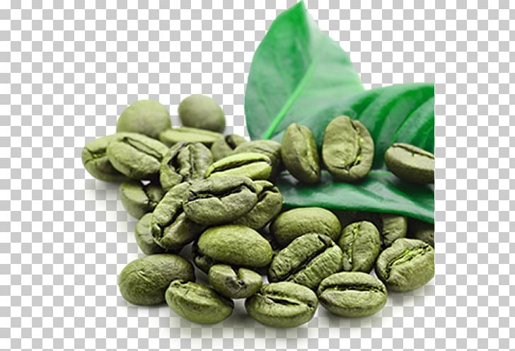 Instant Coffee Green Tea Green Coffee Extract Coffee Bean PNG, Clipart, Arabica Coffee, Bean, Beans, Chlorogenic Acid, Coffee Free PNG Download