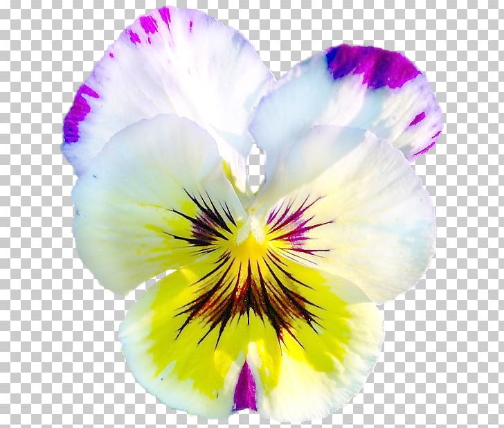 Pansy Violet Advertising Rengarenk July PNG, Clipart, 2017, Advertising, Fine, Flower, Flowering Plant Free PNG Download