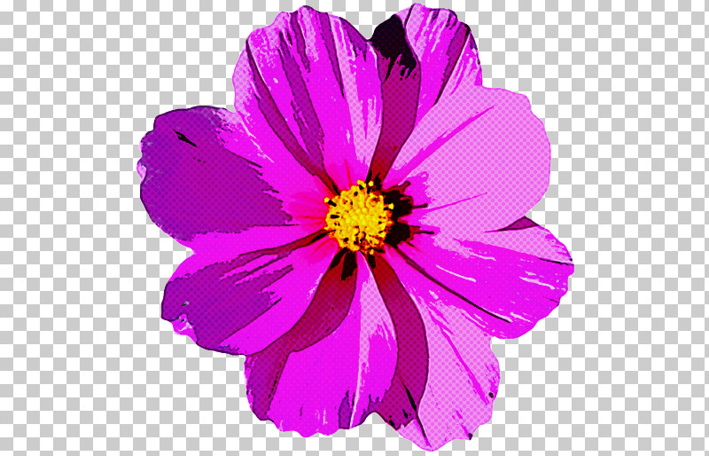 Flower Petal Violet Plant Purple PNG, Clipart, Cosmos, Daisy Family, Flower, Magenta, Petal Free PNG Download