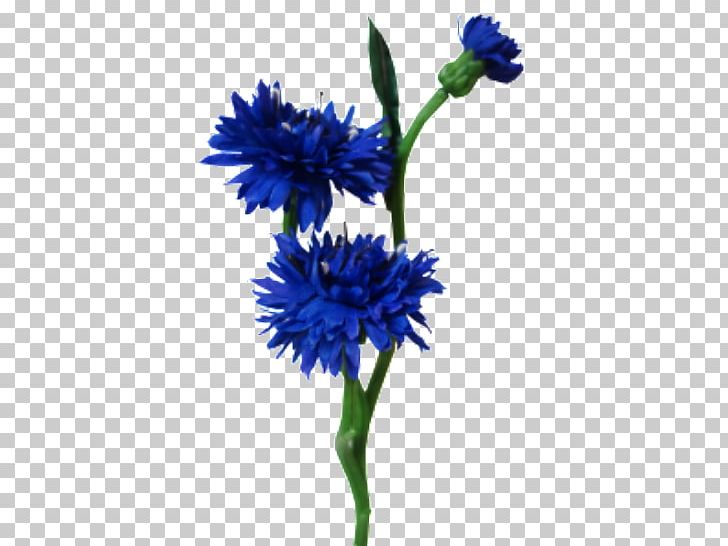 Plant Stem Blue Cut Flowers Artificial Flower PNG, Clipart, Artificial Flower, Aster, Blue, Blue Flower, Cornflower Free PNG Download