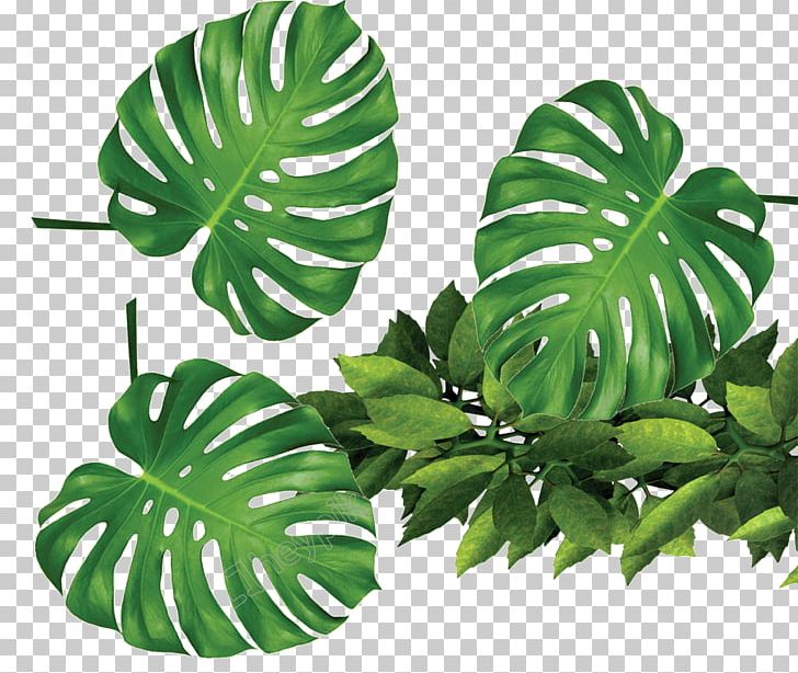 Portable Network Graphics Houseplant Plants Graphics PNG, Clipart, Arrowroot Family, Flowerpot, Houseplant, Leaf, Plant Free PNG Download