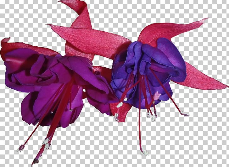 Purple Google Fuchsia PNG, Clipart, 3d Computer Graphics, Android, Art, Cut Flowers, Evening Primrose Family Free PNG Download