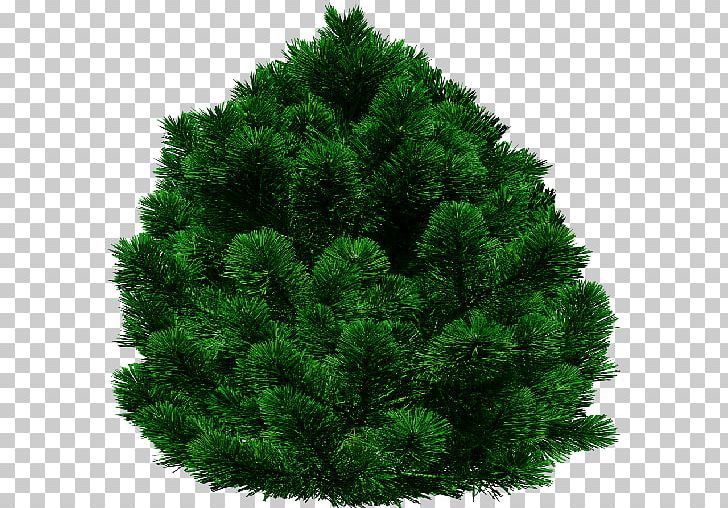 Tree Fir English Yew PNG, Clipart, Biome, Bit, Christmas Tree, Computer Icons, Conifer Free PNG Download