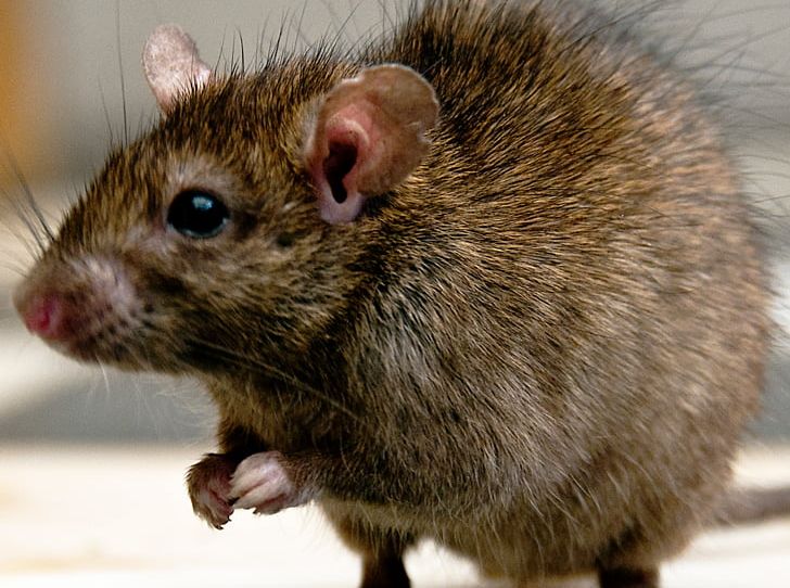 United Kingdom Brown Rat Rodent Mouse Rat Trap PNG, Clipart, Amp, Animals, Brown Rat, Dormouse, Fancy Rat Free PNG Download
