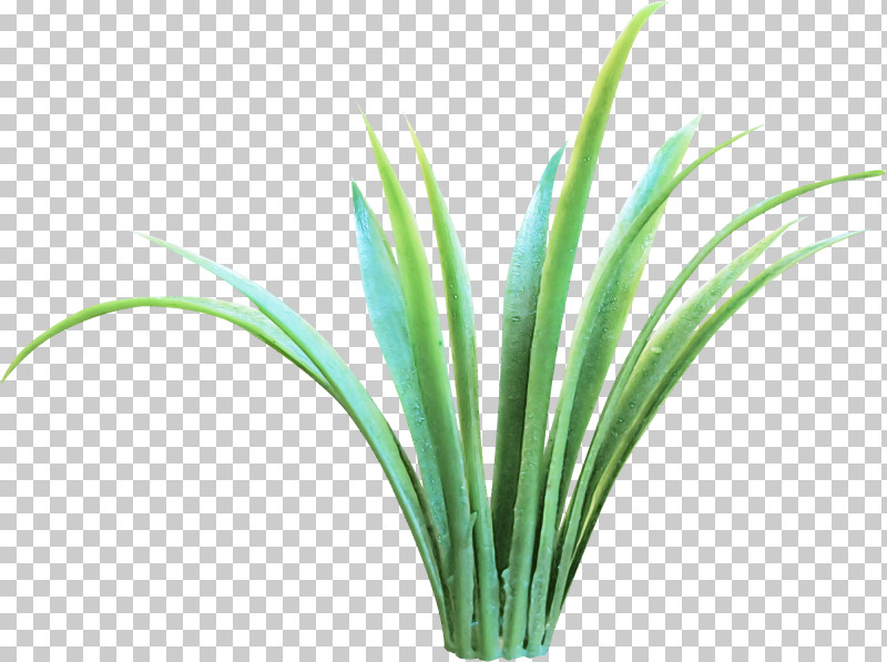 Grass Green Plant Leaf Chives PNG, Clipart, Chives, Flower, Grass, Grass Family, Green Free PNG Download