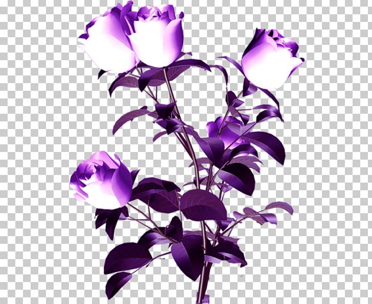 Cut Flowers Petal Plant Stem Purple PNG, Clipart, Branch, Cattleya Orchids, Cut Flowers, Drawing, Flora Free PNG Download