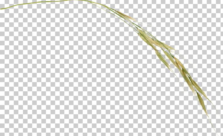 Grasses Twig Plant Stem Cereal Grain PNG, Clipart, Branch, Cereal, Commodity, Family, Food Free PNG Download