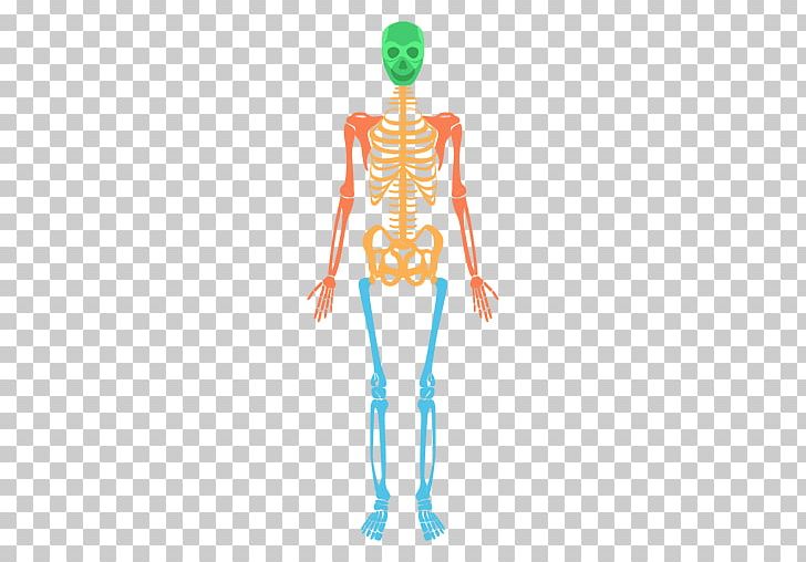 Human Skeleton Human Body Bone PNG, Clipart, Anatomy, Arm, Blood Vessel, Bone, Bones Free PNG Download
