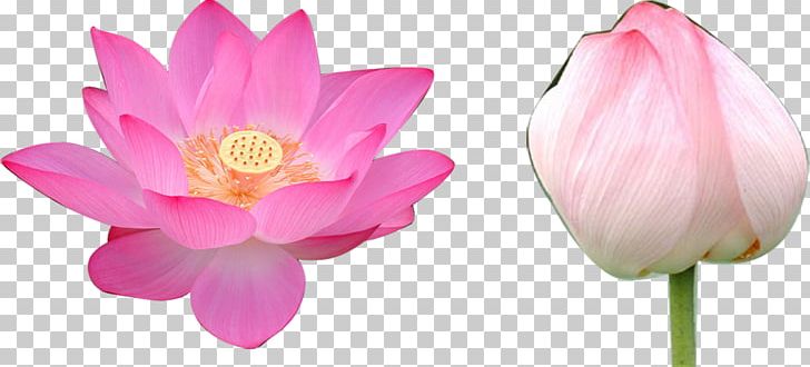 Nelumbo Nucifera Volga Delta Flower Falun Gong Rulaizong PNG, Clipart, Aquatic Plant, Blooming, Blossom, Bud, Buddhahood Free PNG Download