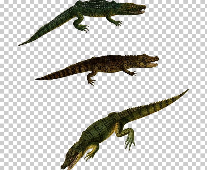 Newt Crocodiles Alligator Lizard PNG, Clipart, Accidente In Itinere, Agamidae, Alamy, Alligator, Amphibian Free PNG Download