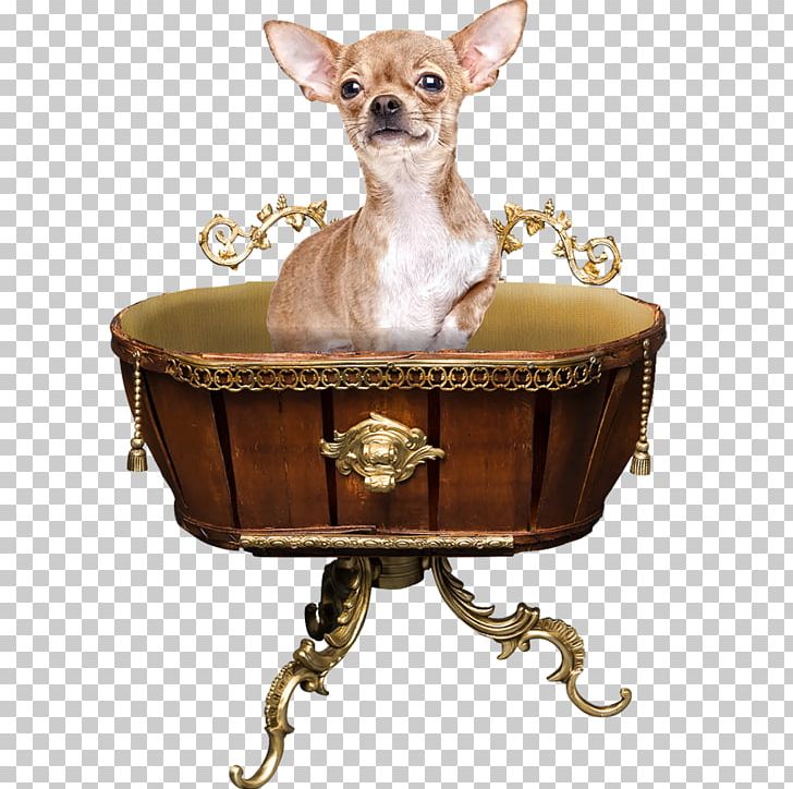 Chihuahua Dog Breed Cat Table Companion Dog PNG, Clipart, Accessories, Animals, Carnivoran, Cat, Cat Tree Free PNG Download