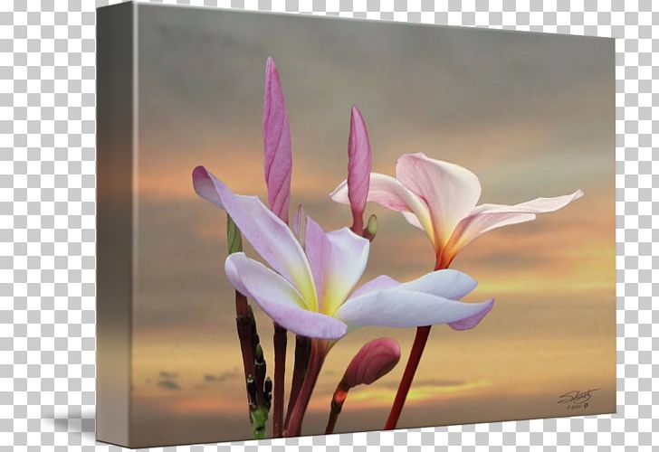 Gallery Wrap Wildflower Plant Photography PNG, Clipart, Art, Canvas, Closeup, Flora, Flower Free PNG Download