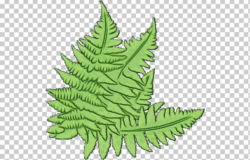 Fern PNG, Clipart, Biology, Common Ostrich, Fern, Herbal Medicine, Leaf Free PNG Download