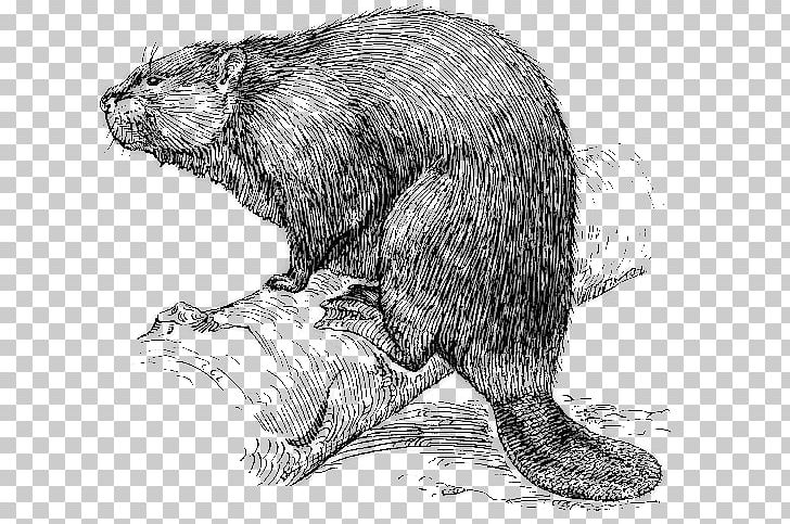 Beaver New France Fur Trade Canada PNG, Clipart, Beaver, Beaver Png, Black And White, Canada, Carnivoran Free PNG Download