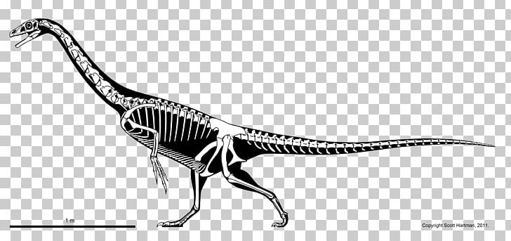 Falcarius Theropods Allosaurus Argentinosaurus Ornitholestes PNG, Clipart, Allosaurus, Argentinosaurus, Beak, Bird, Black And White Free PNG Download