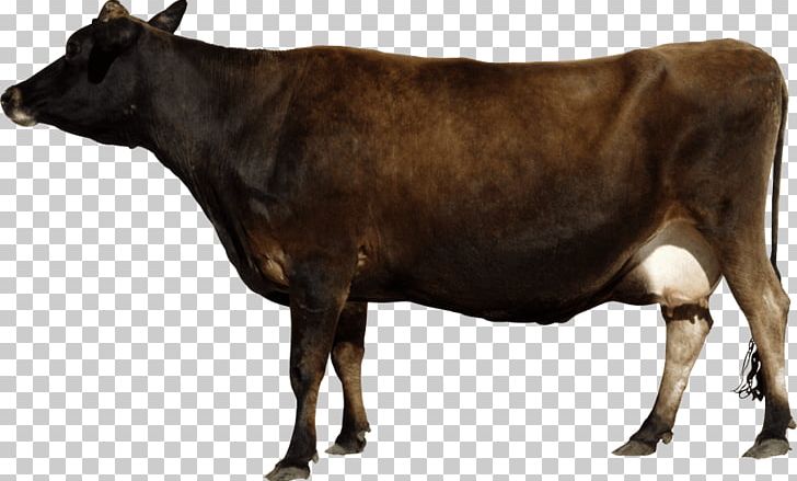 Beef Cattle White Park Cattle Holstein Friesian Cattle Portable Network Graphics Transparency PNG, Clipart, Beef Cattle, Brown Cow, Bull, Calf, Cattle Free PNG Download