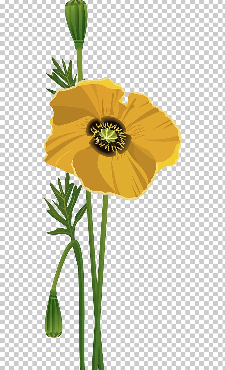 Flower Common Poppy Portable Network Graphics Poppies PNG, Clipart, Blume, Cicek, Cicek Resimleri, Common Poppy, Cut Flowers Free PNG Download