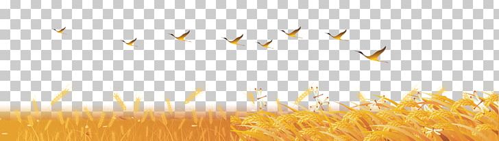 Wheat Sky Sunlight Desktop Yellow PNG, Clipart, Background, Closeup, Commodity, Computer, Computer Wallpaper Free PNG Download